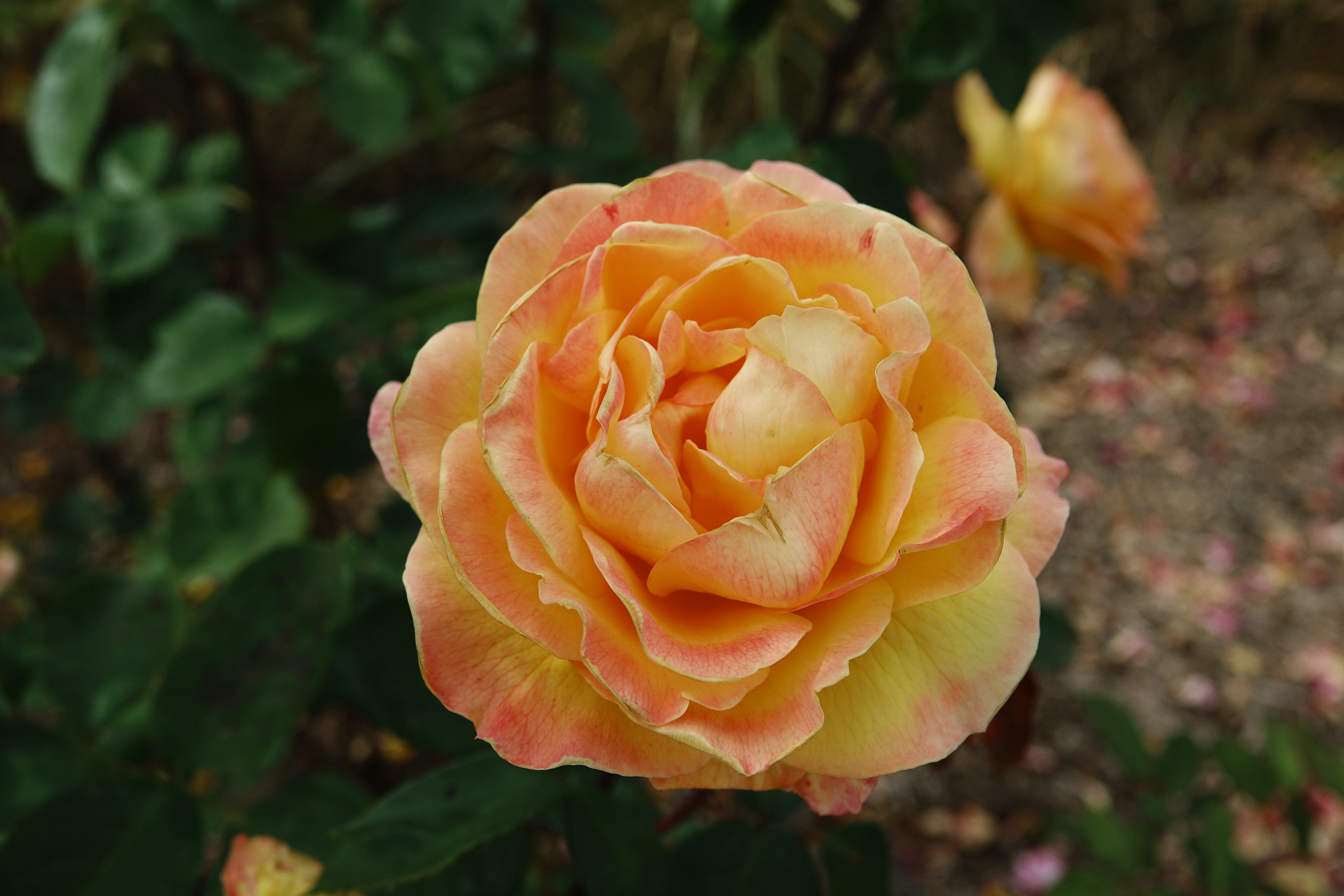 ©SUNFLOR - Primavera